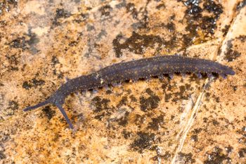 Media type: image;   Invertebrate Zoology 144608